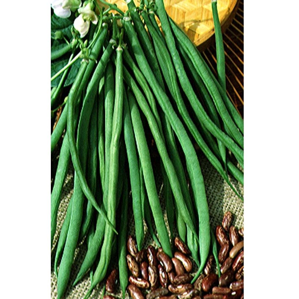 Haricot vert Cupidon (crokett) en plants