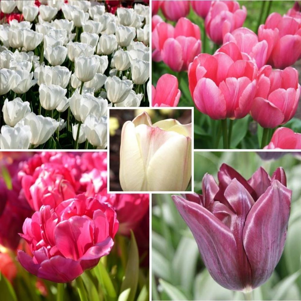 Harmonie de Tulipes Douceur printanière