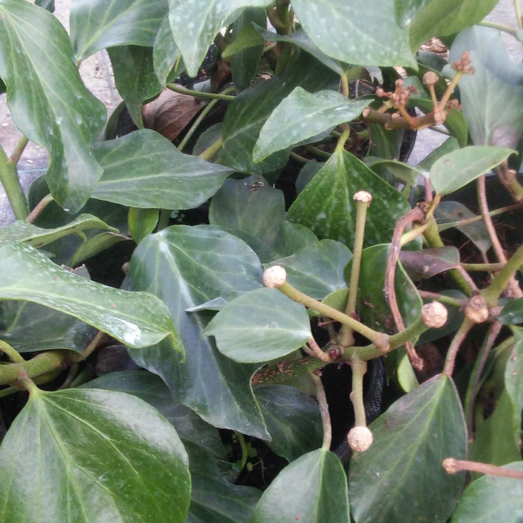 Lierre de Colchide - Hedera colchica Arborescens (Fall Favorite)