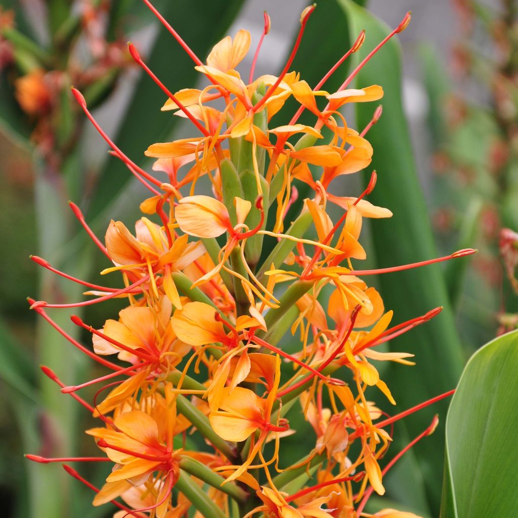 Hedychium coccineum Tara - Longose rouge