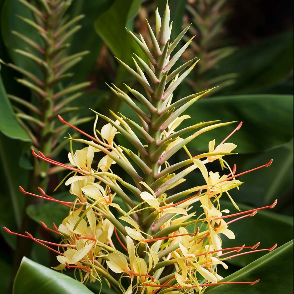 Hedychium gardnerianum - Longose