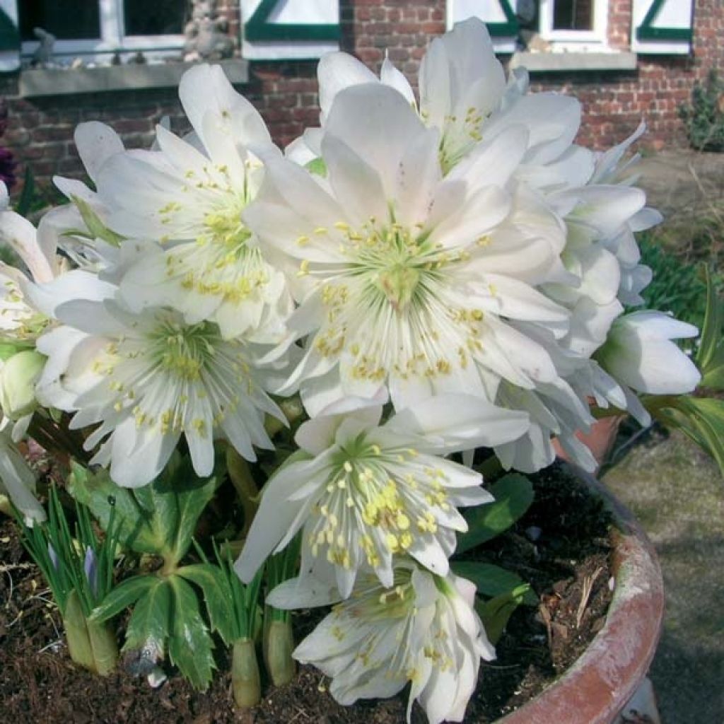 Hellebore niger Double Fashion