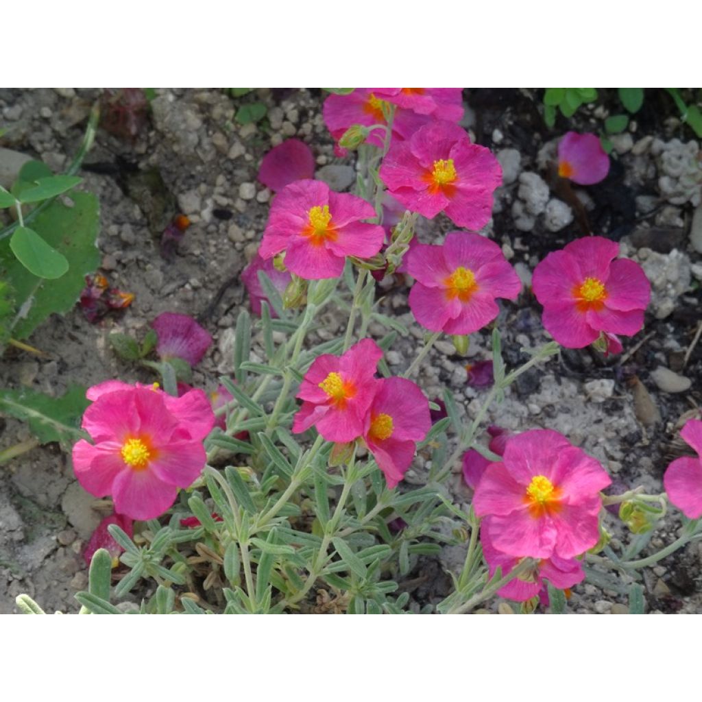 Helianthemum Ben Hope - Hélianthème rose carminé.