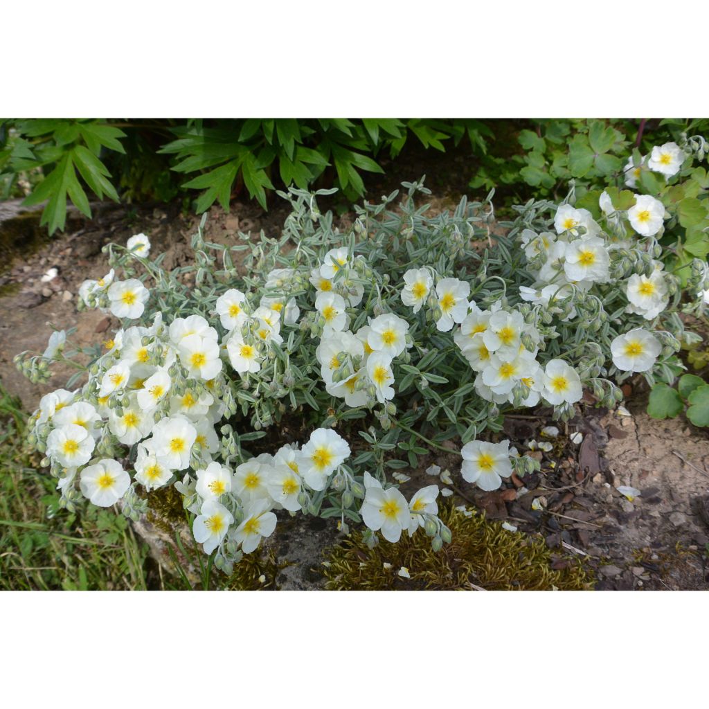 Helianthemum The Bride - Hélianthème blanc et or 