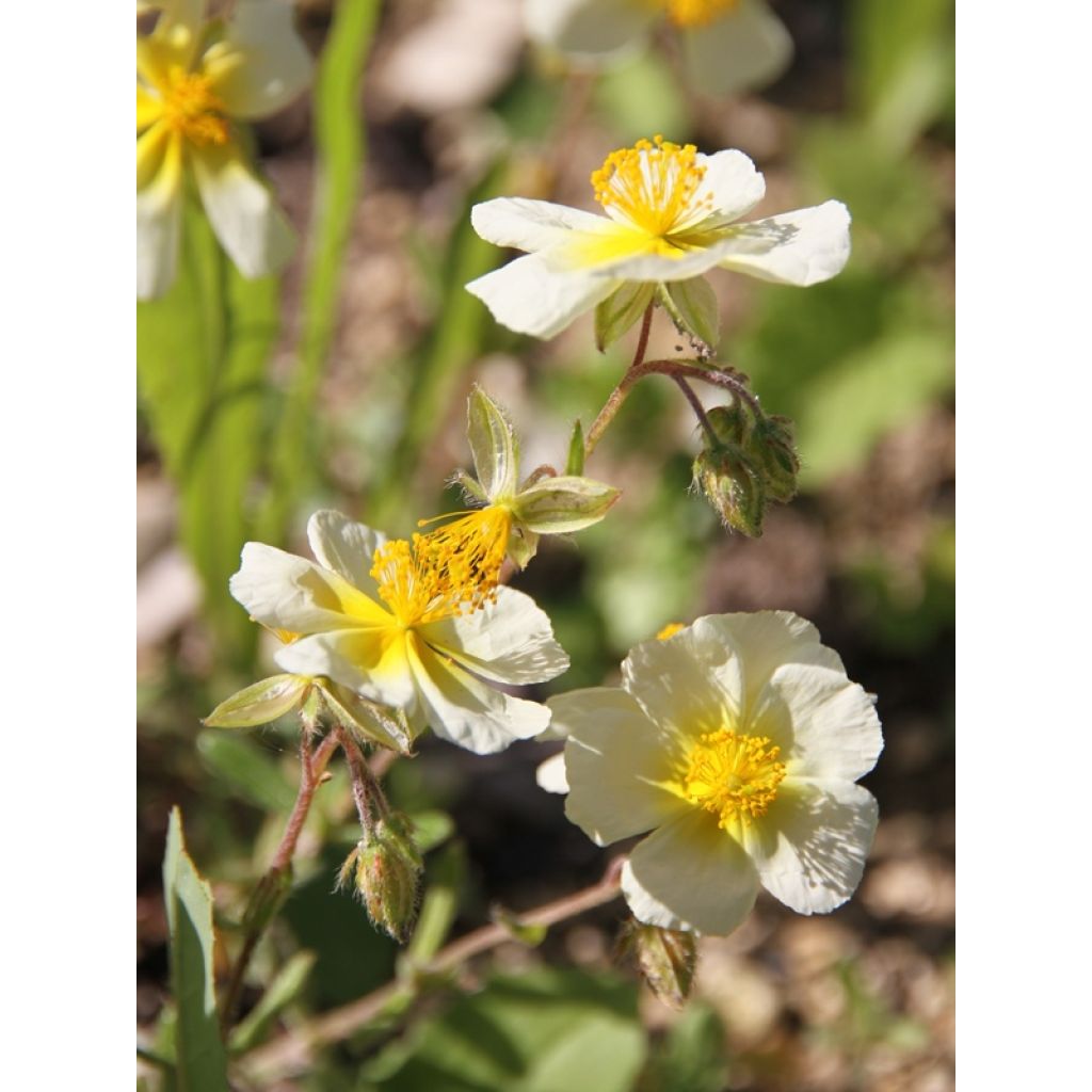 Helianthemum Elfenbeinglanz - Hélianthème jaune et blanc