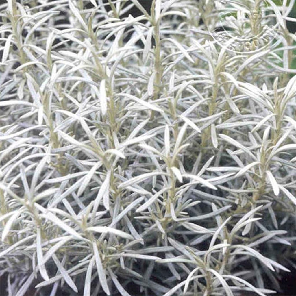 Helichrysum Korma - Immortelle d'Italie, plante curry