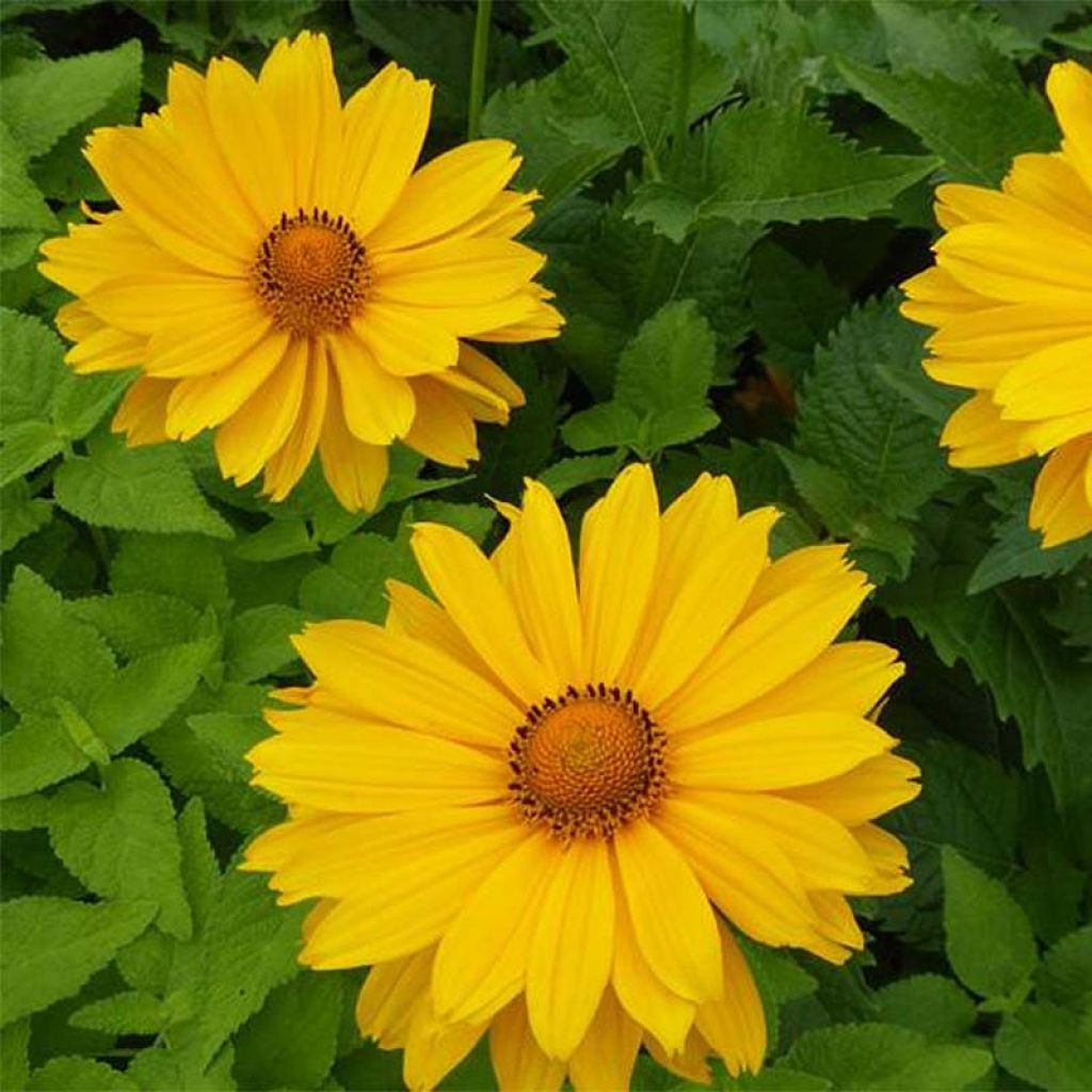 Heliopsis helianthoides Venus - Héliopsis faux-hélianthe