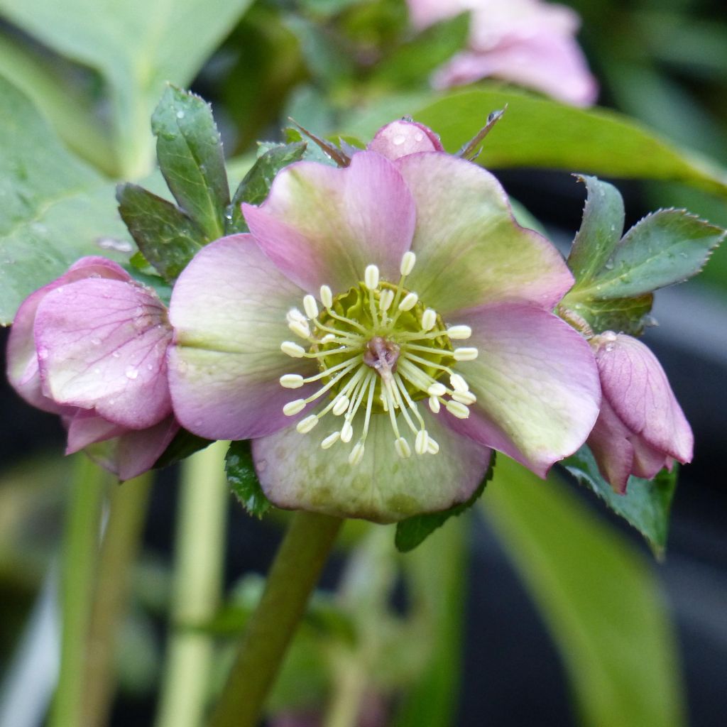 Helleborus abchasicus - Hellébore d'Abkhazie