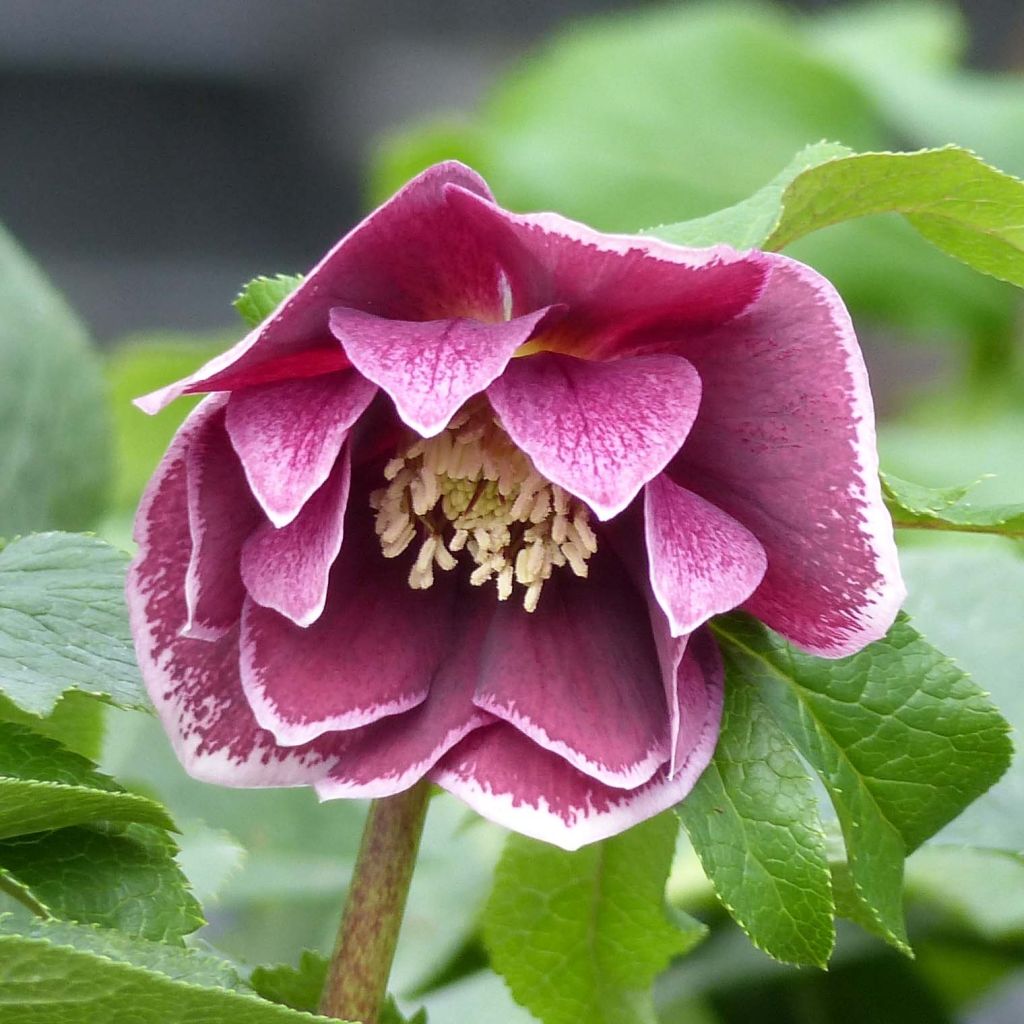 Hellébore orientale Double Aubergine liseré Blanc