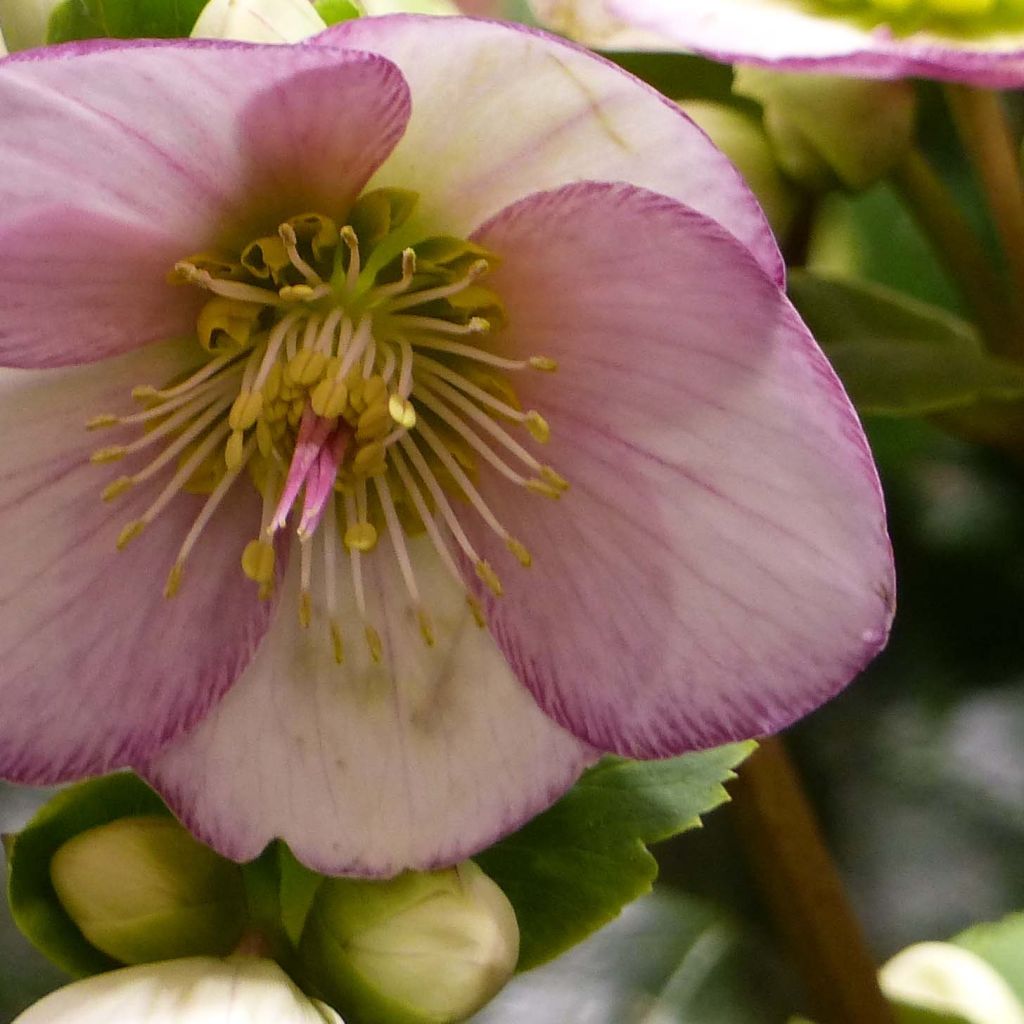 Hellébore Ice'n'Roses Picotee