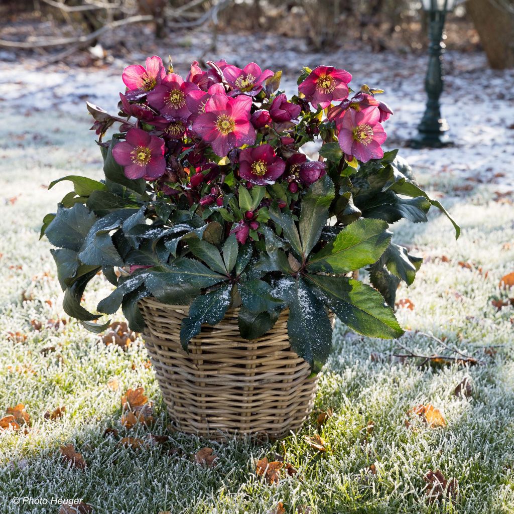 Hellébore Ice n' Roses Red 