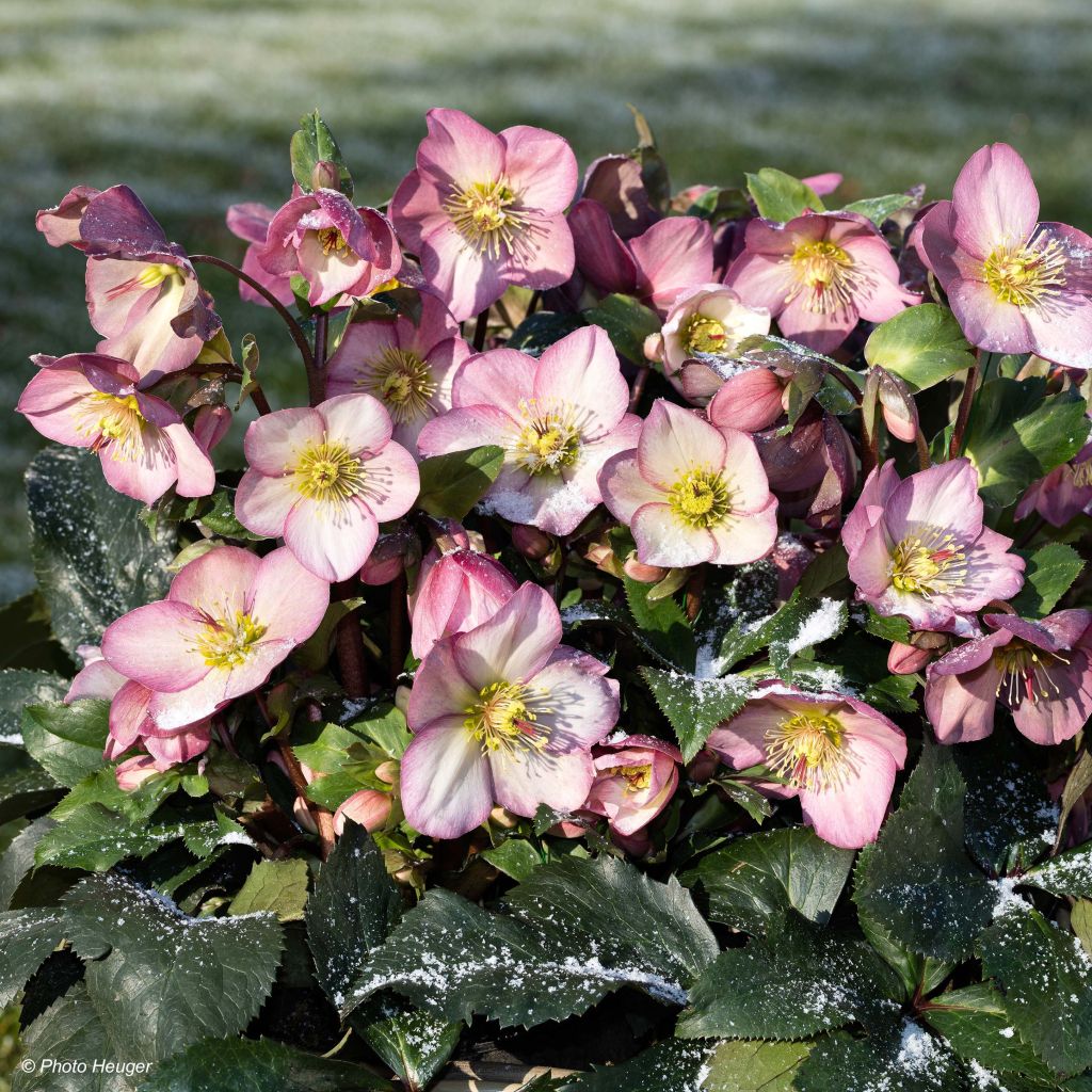 Hellébore Ice n' Roses Rosetta