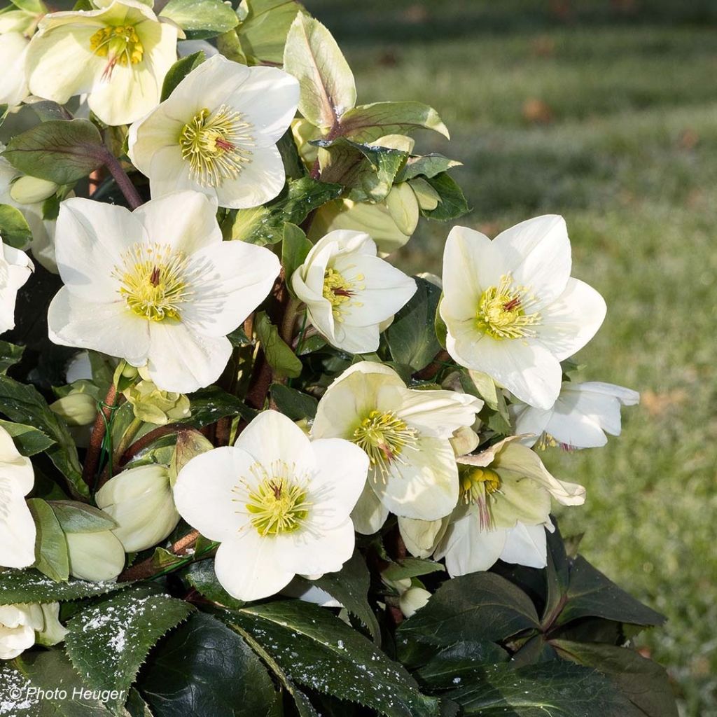 Hellébore Ice n'Roses White