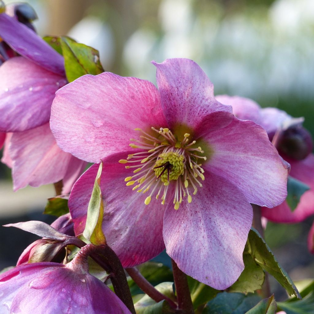 Hellébore Madame Lemonnier - Helleborus niger x orientalis