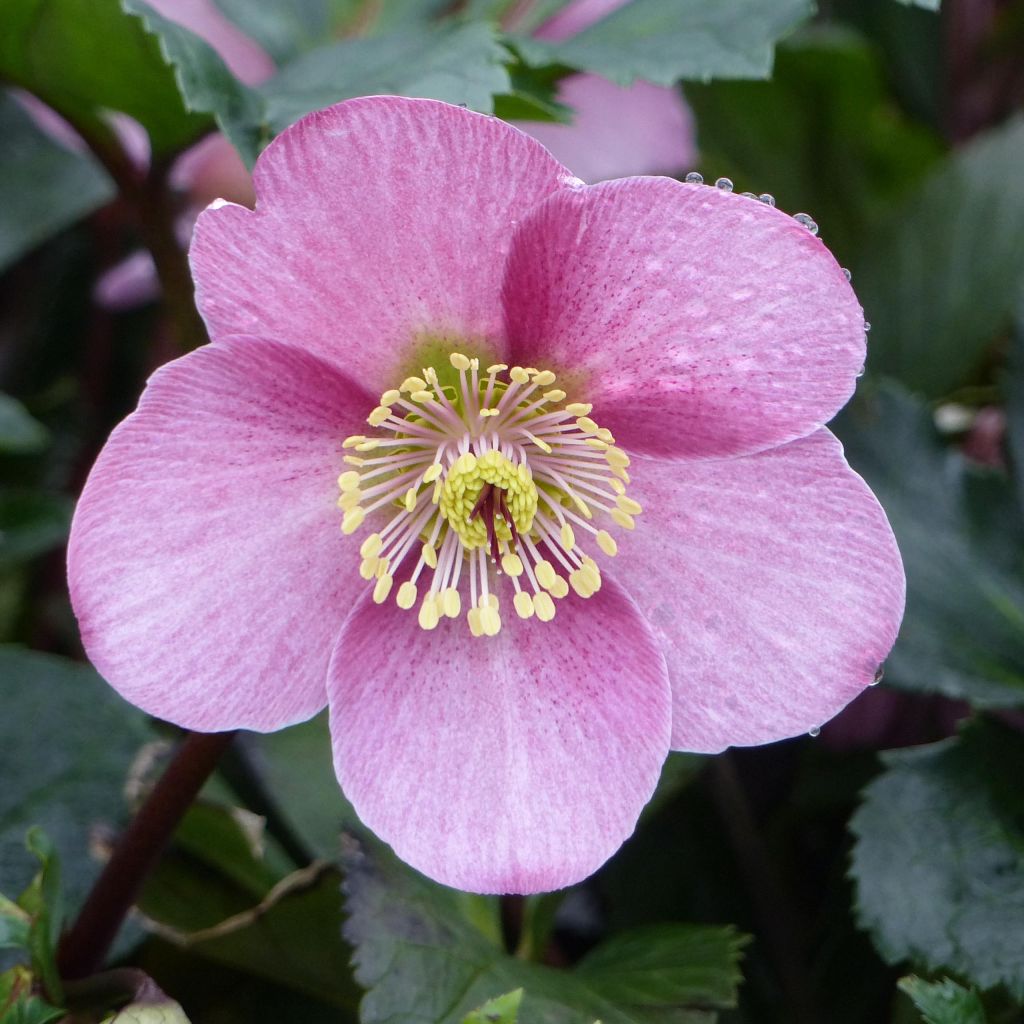 Hellebore Madame Lemonnier - Helleborus niger (x) orientalis