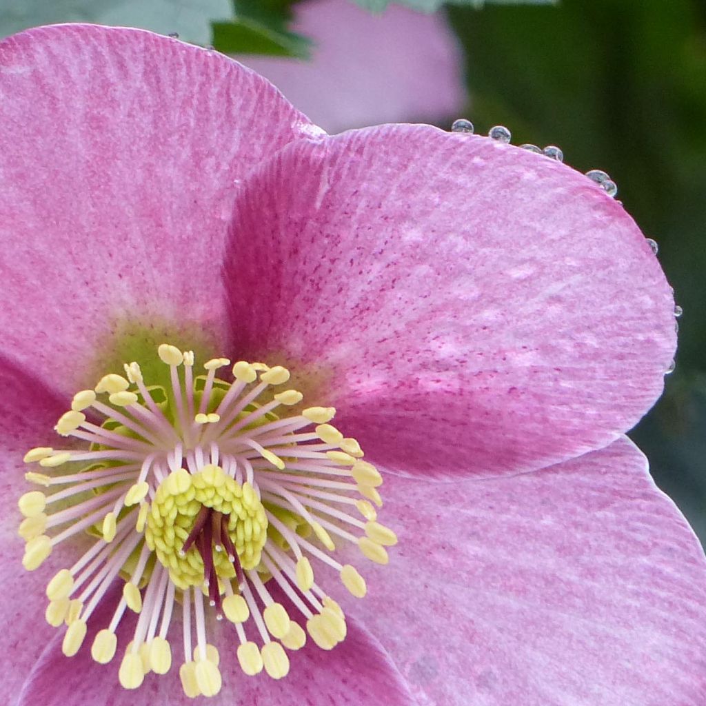 Hellebore Madame Lemonnier - Helleborus niger (x) orientalis