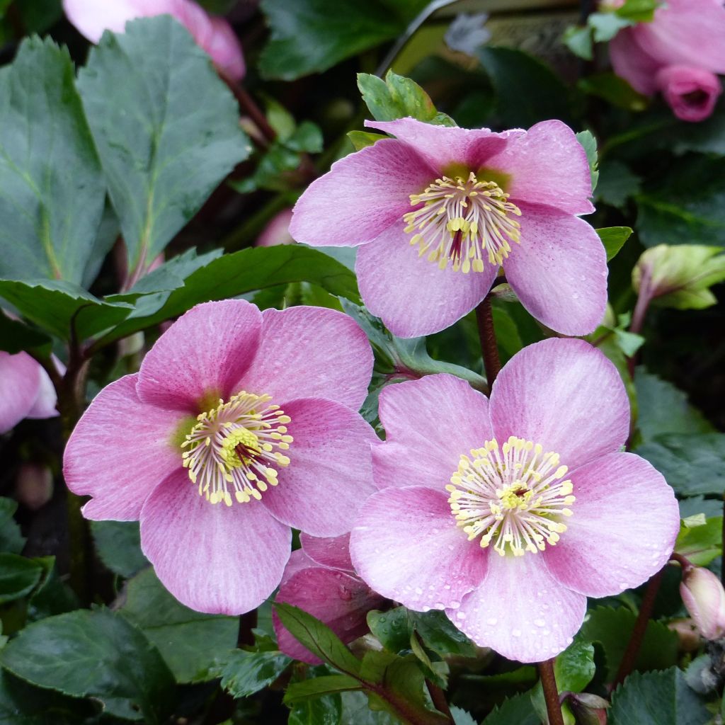 Hellebore Madame Lemonnier - Helleborus niger (x) orientalis