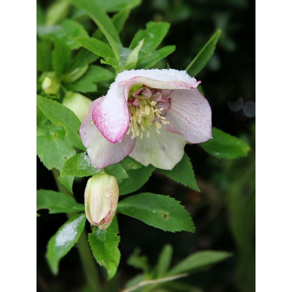 fleurit lors de sa seconde année au jardin