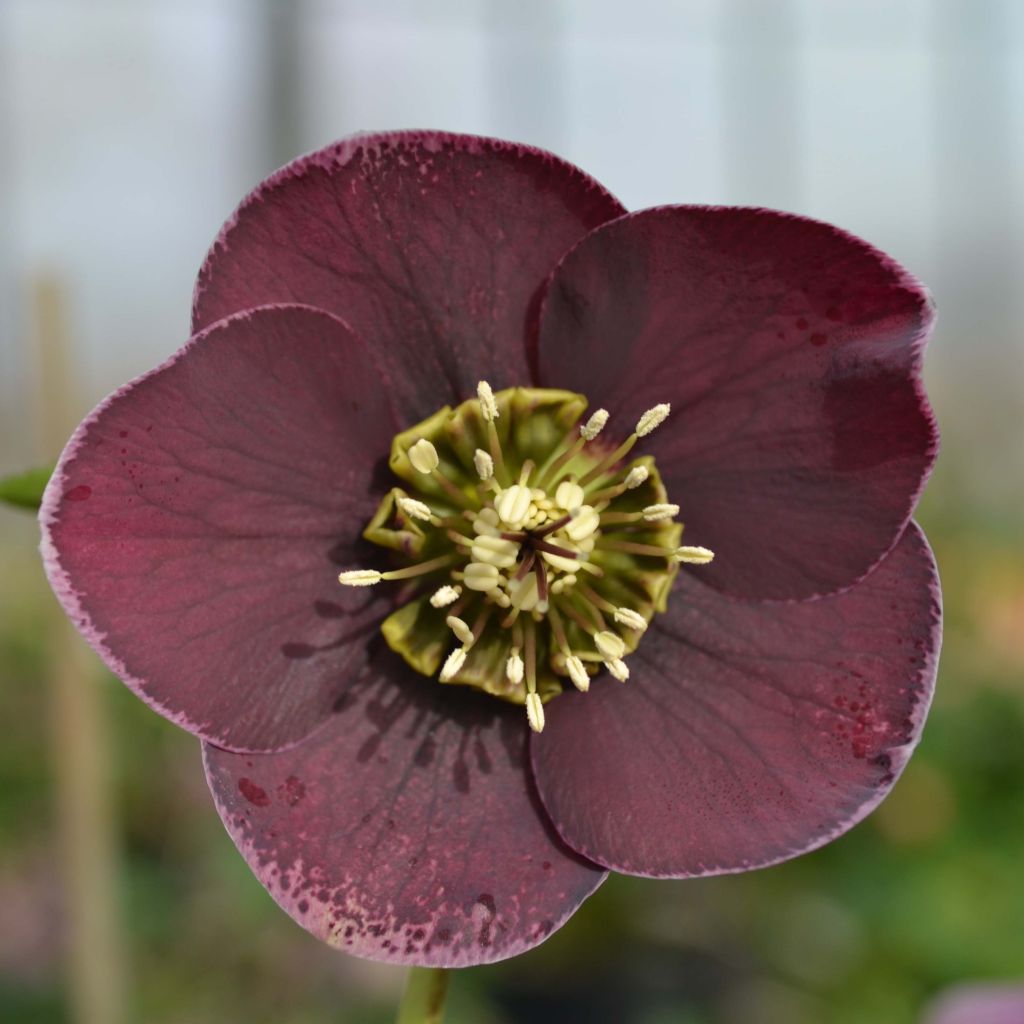 Hellébore orientale Aubergine liseré