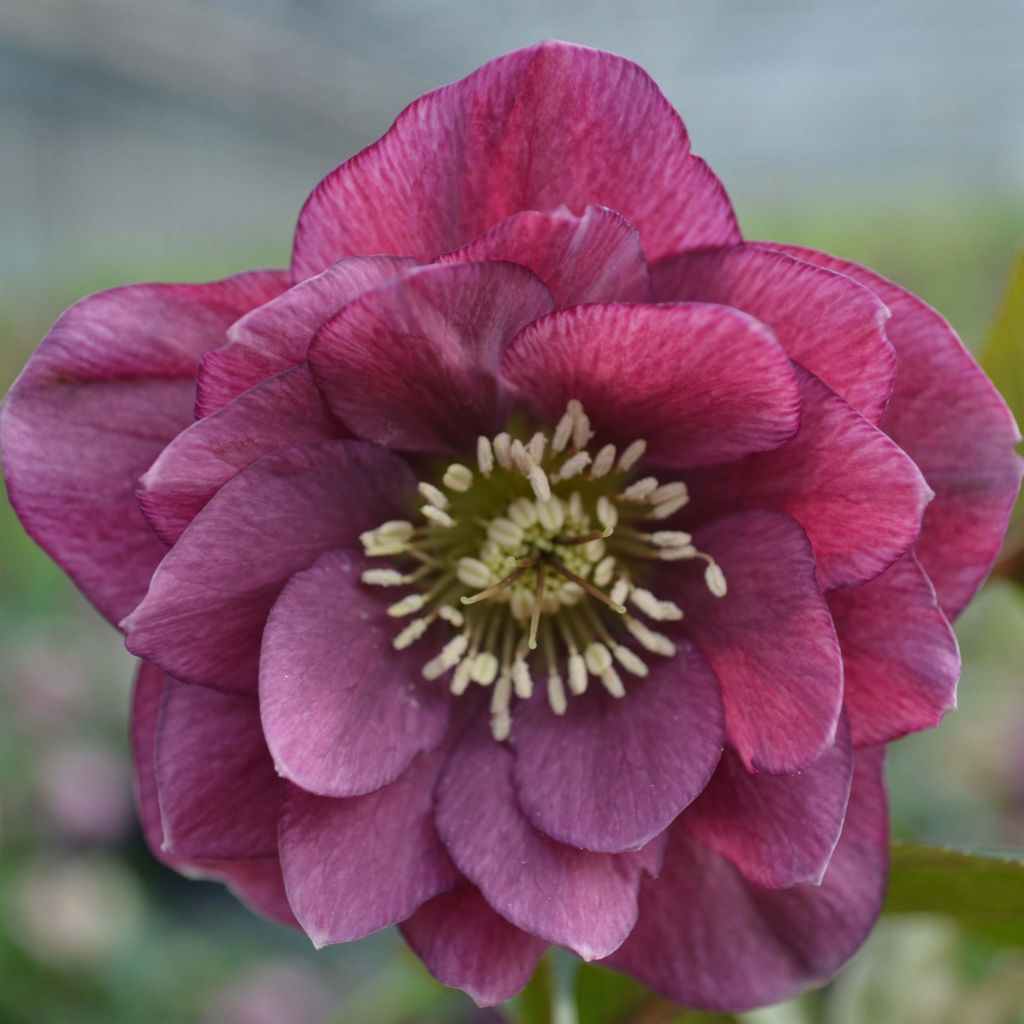 Hellébore orientale Double Rouge