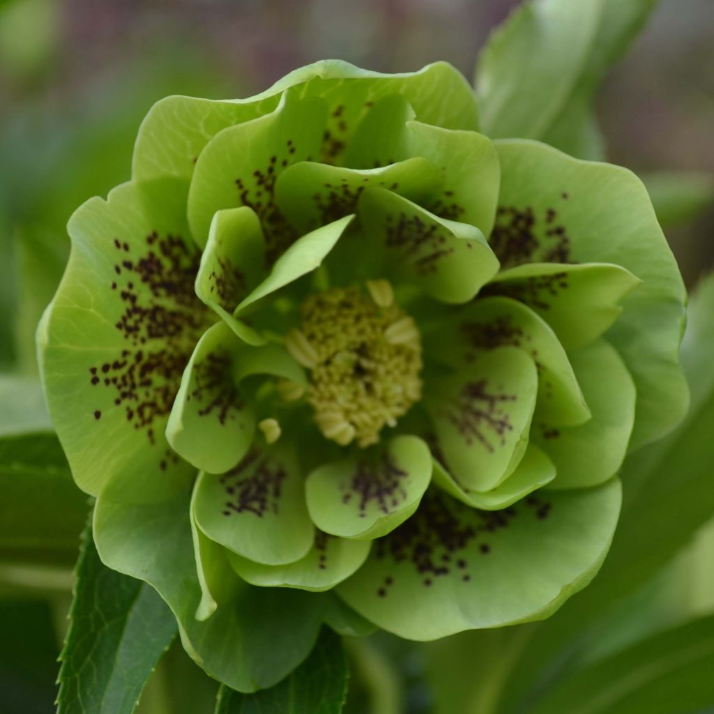 Hellébore orientale Double Verte guttatus