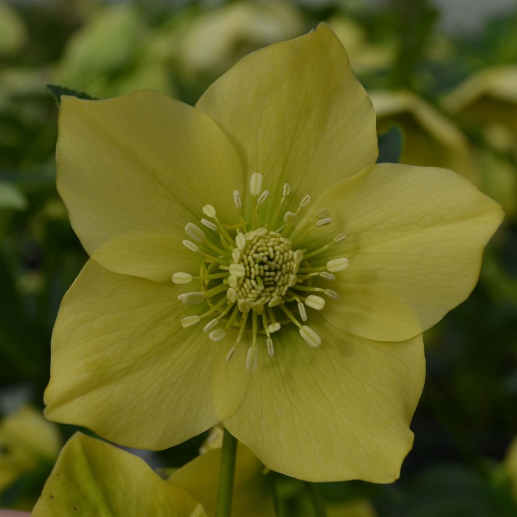 Hellébore orientale Jaune