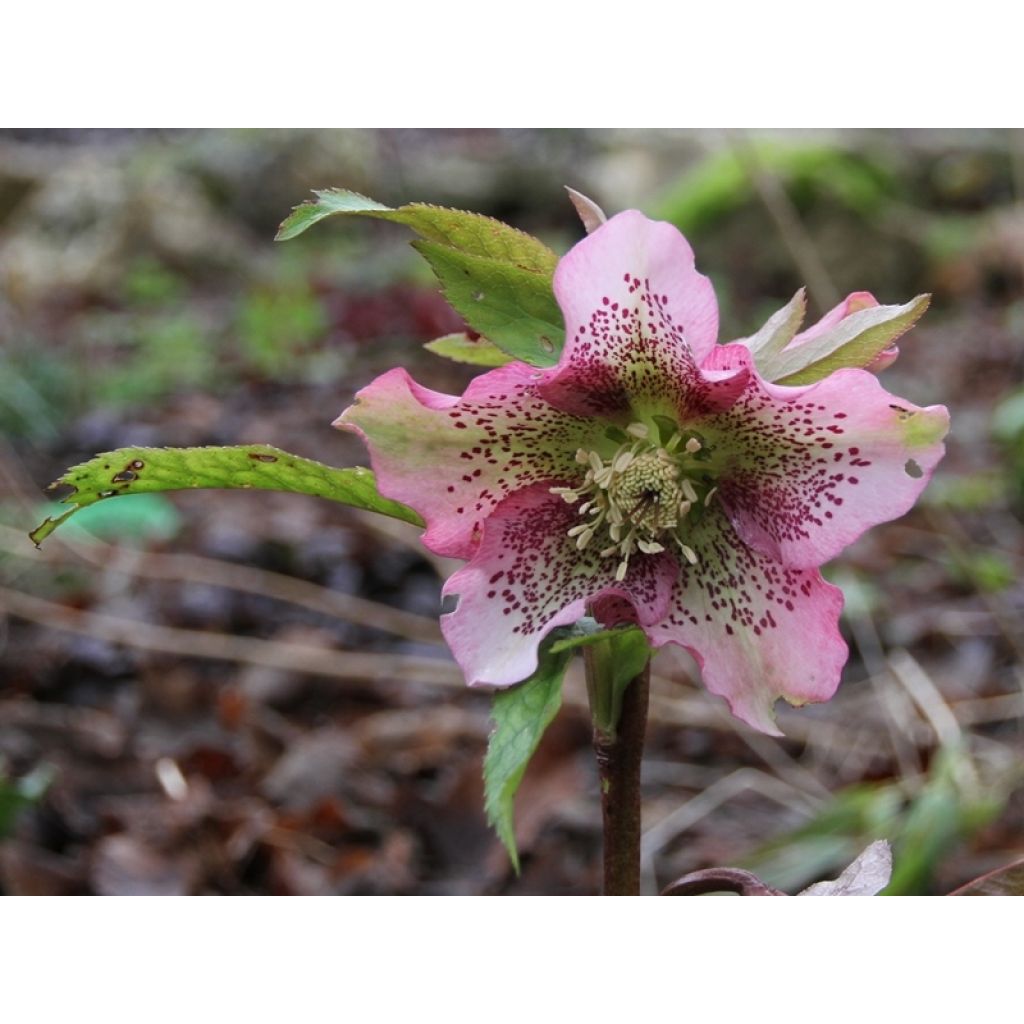 Hellébore orientale Rose guttatus