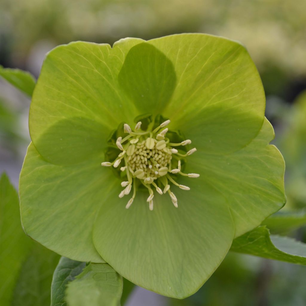 Hellébore orientale Verte