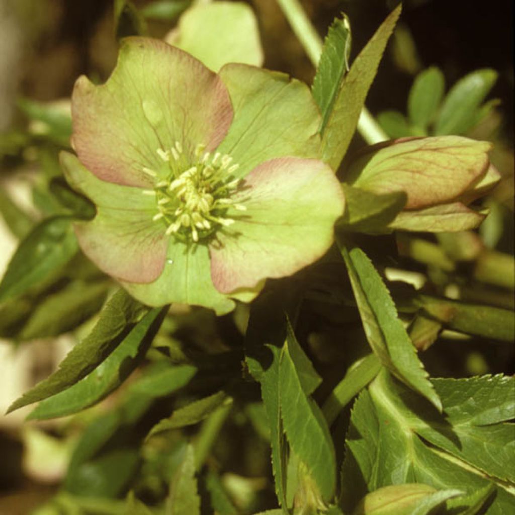 Hellebore torquatus