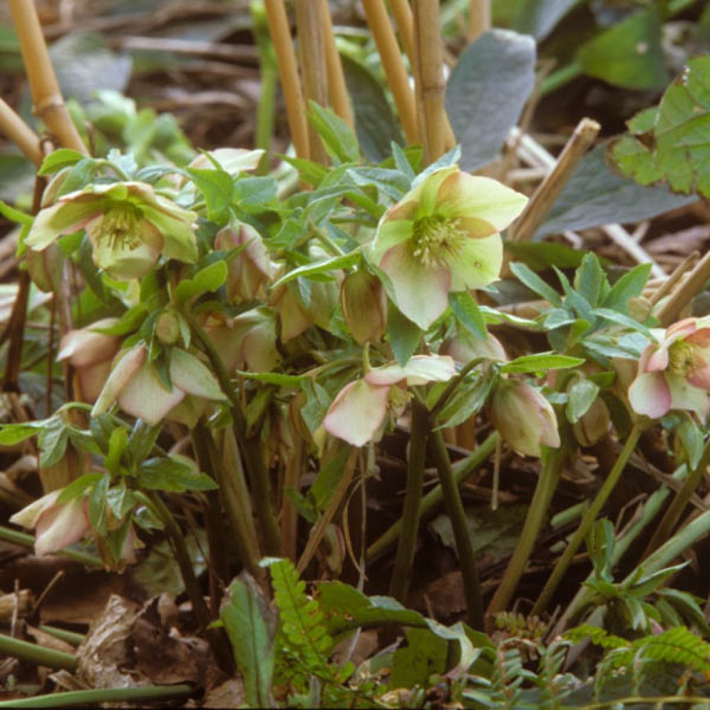 Hellebore torquatus