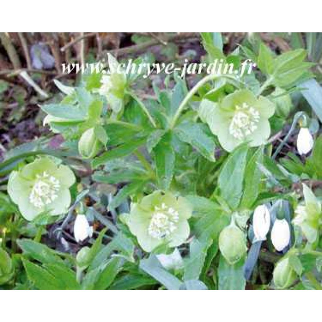 Hellebore Orientale odorus