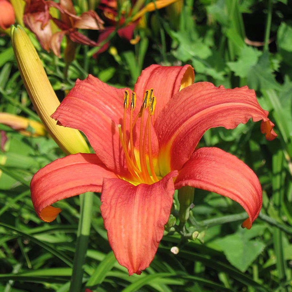 Hémérocalle Pink Damask - Hemerocallis Pink Damas