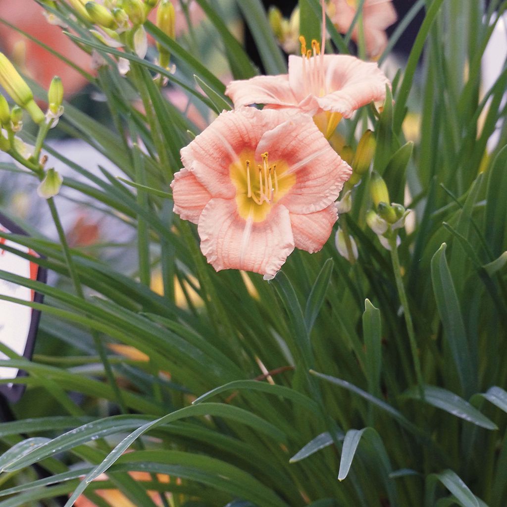 Hemerocallis Everydaylily Rose - Lis d'un jour 