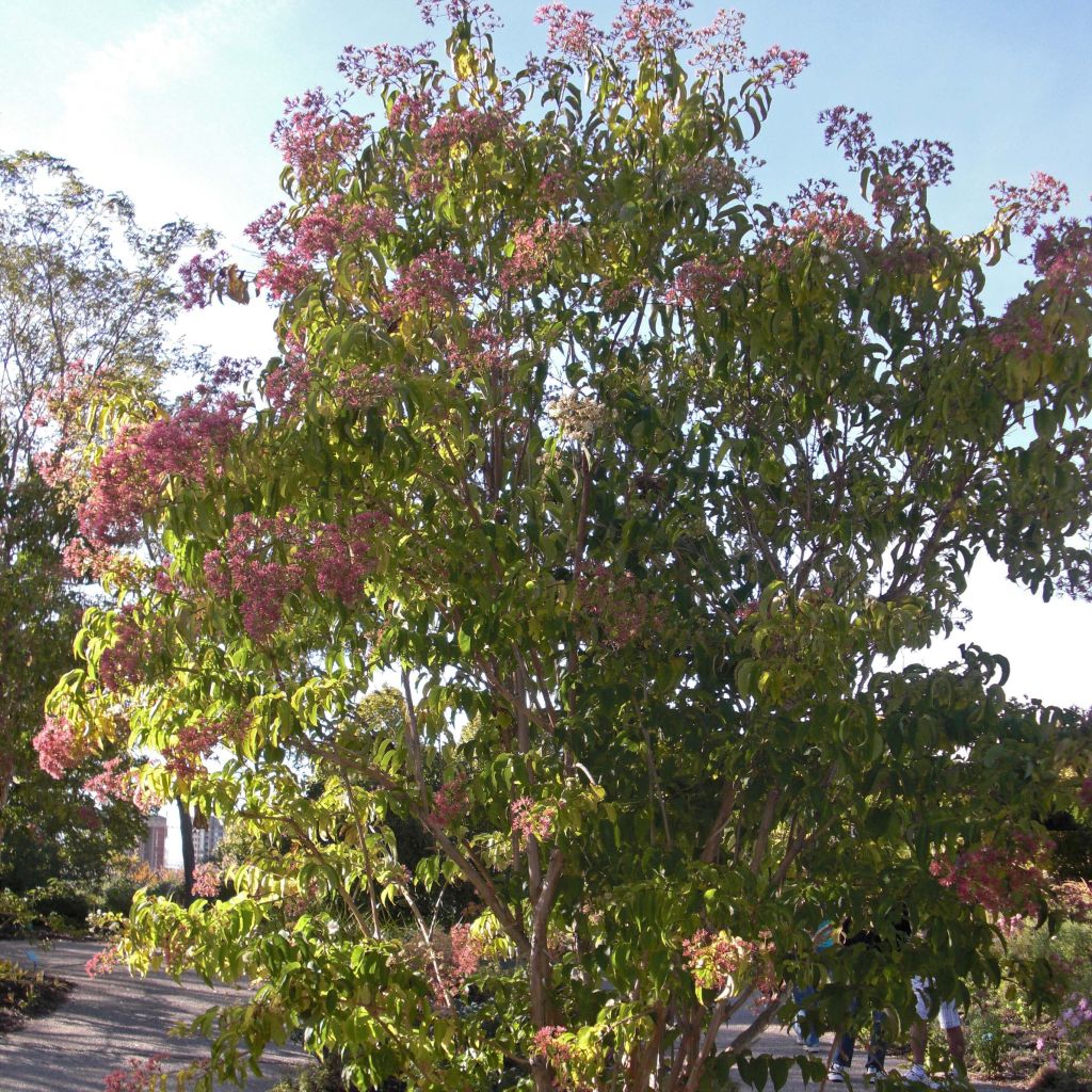 Heptacodium miconioides