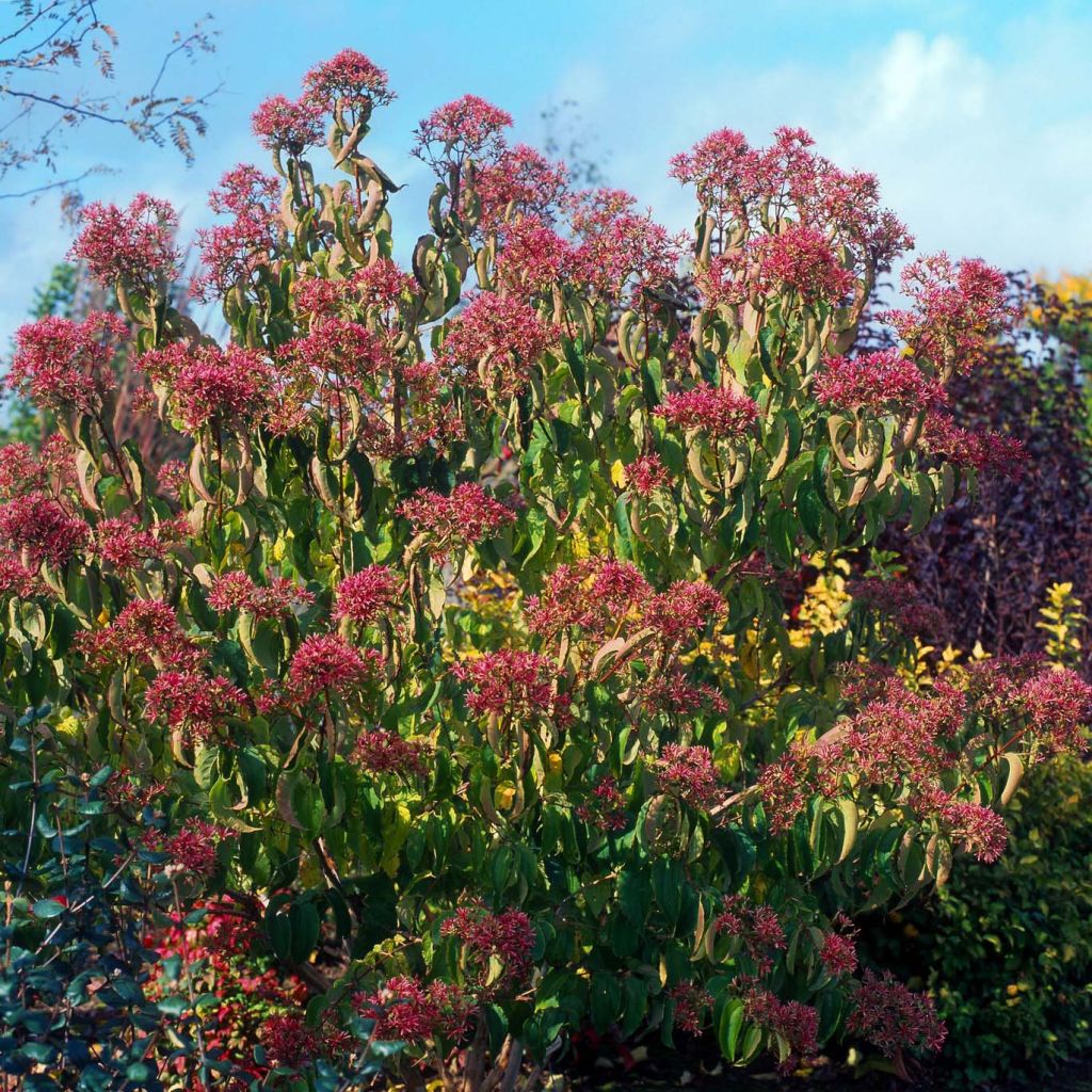 Heptacodium miconioides