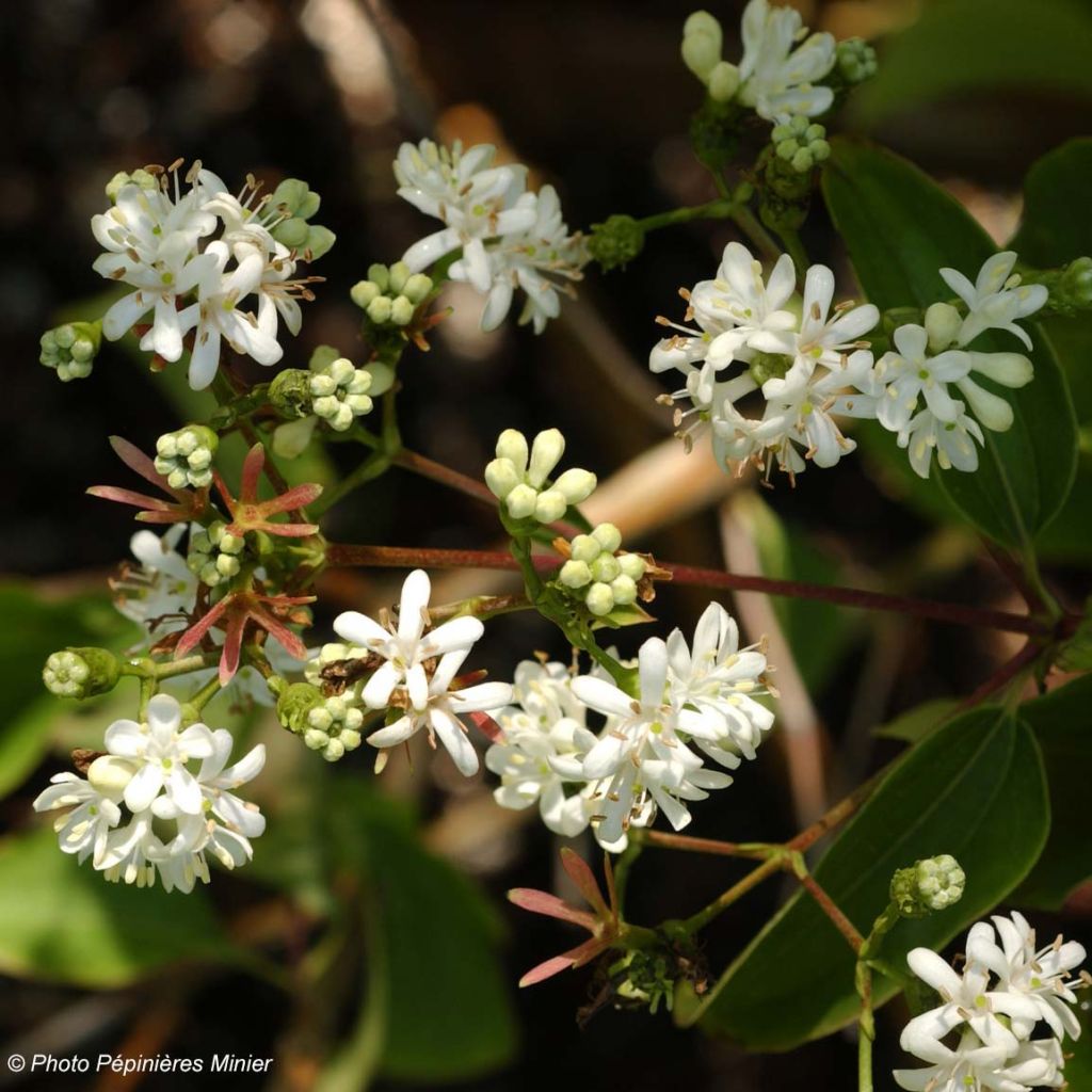 Heptacodium miconioides