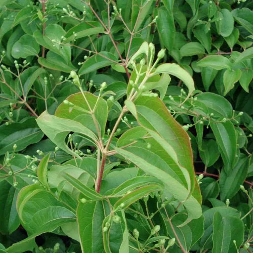 Heptacodium miconioides