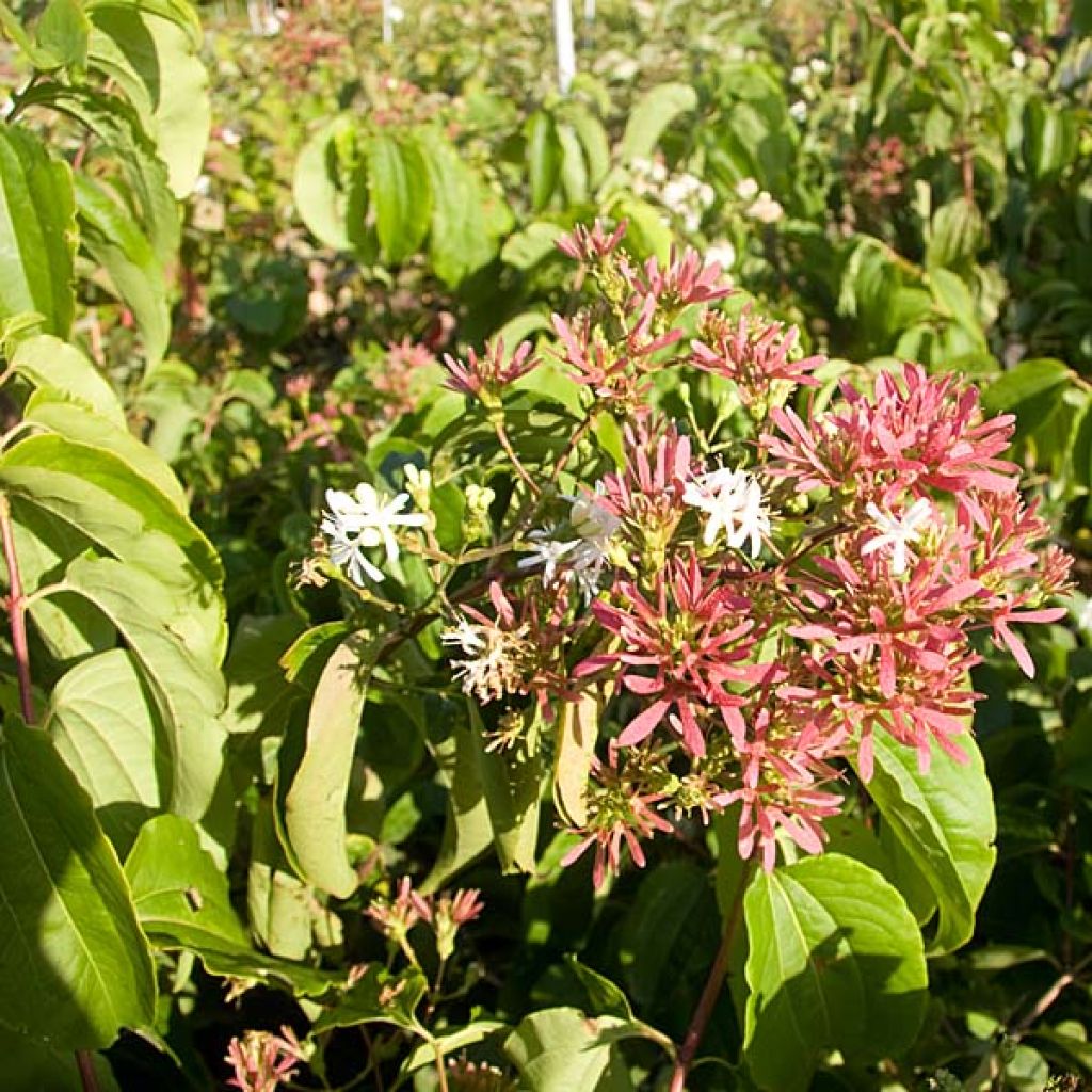 Heptacodium miconioides