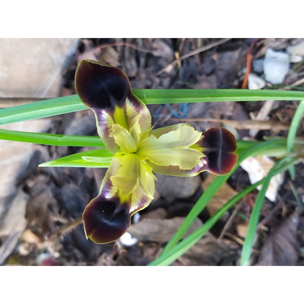 Hermodactylus tuberosus ou Iris tuberosa