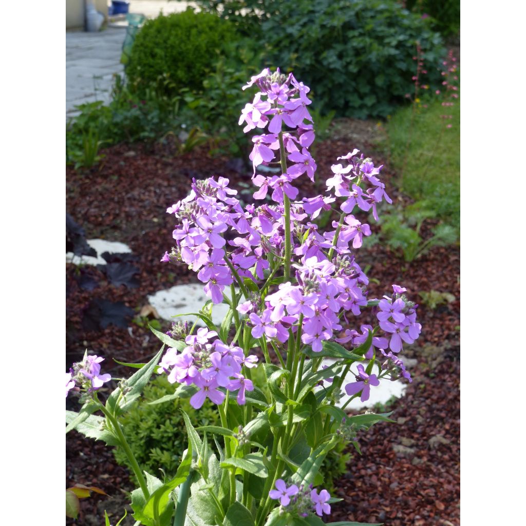 Hesperis matronalis - Julienne des Dames