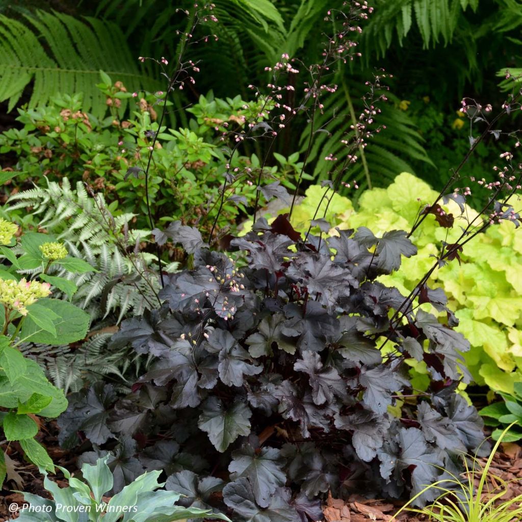 Heuchère - Heuchera Black Pearl 