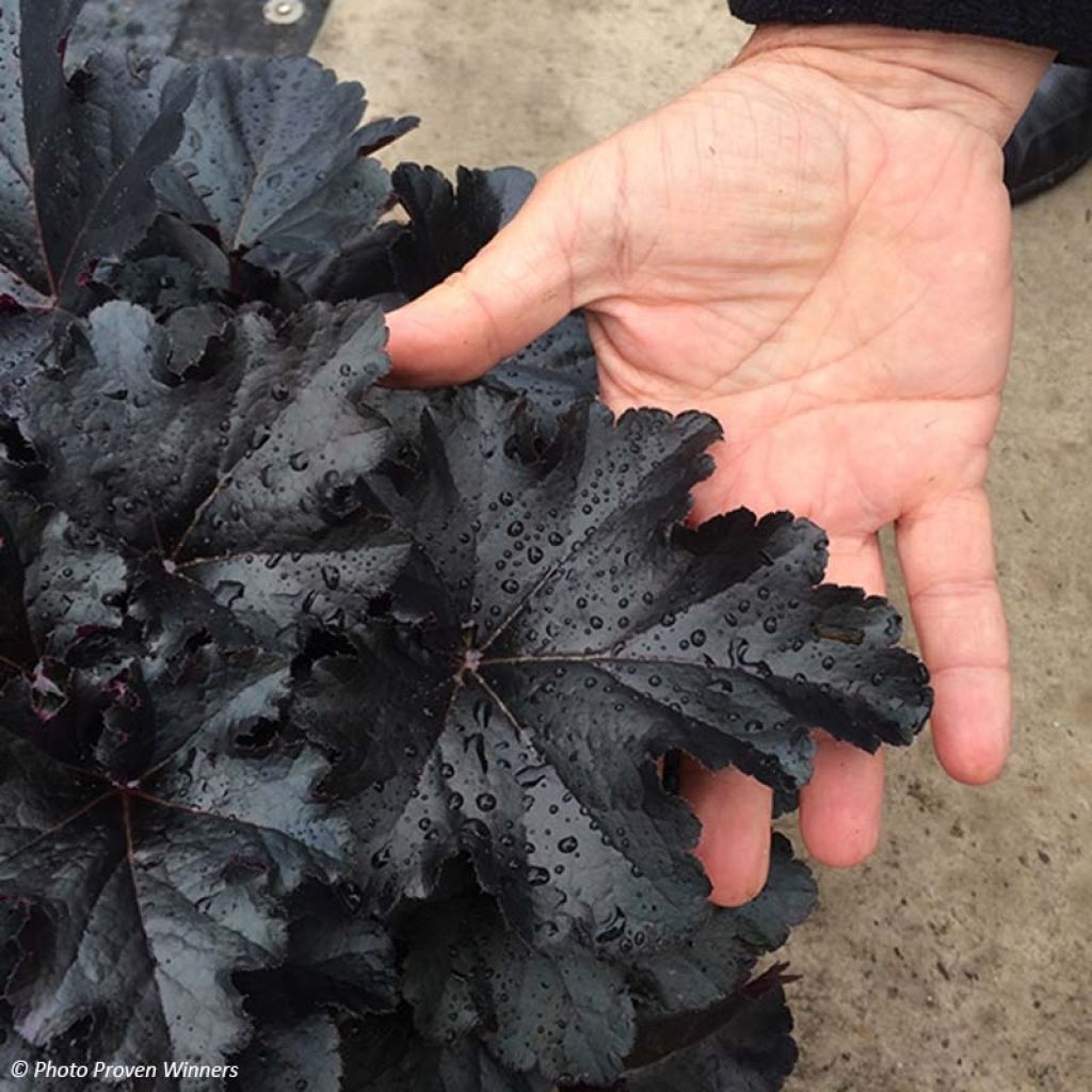 Heuchère - Heuchera Black Pearl 