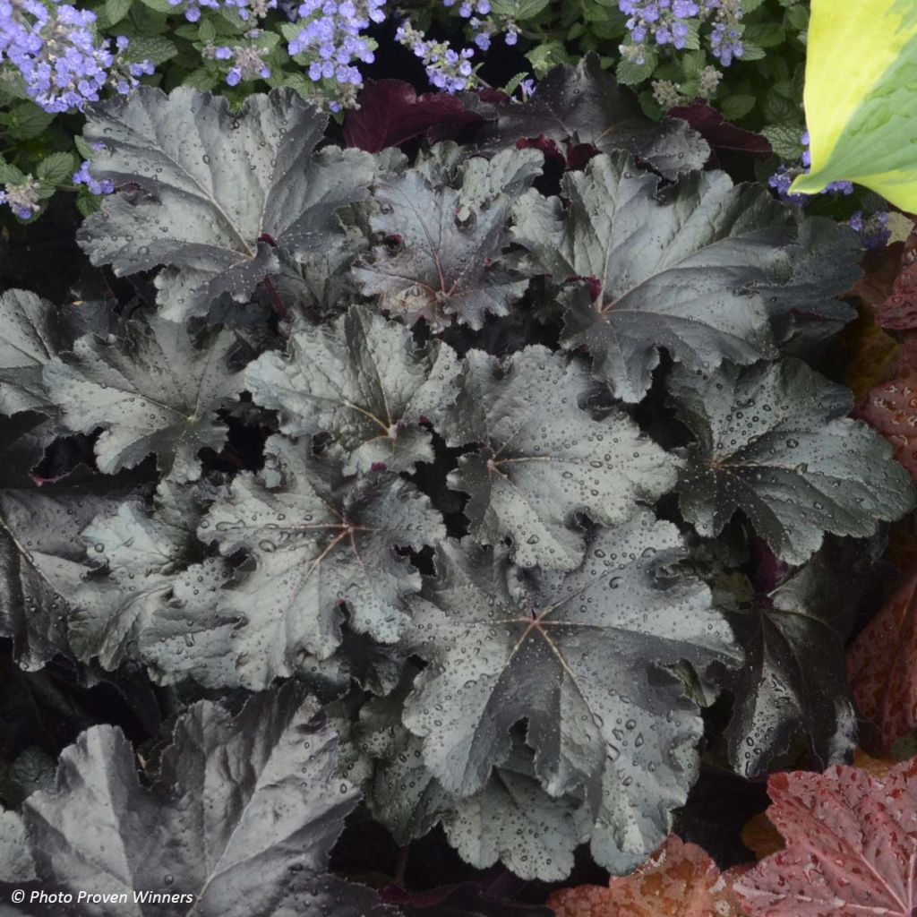 Heuchère - Heuchera Black Pearl 