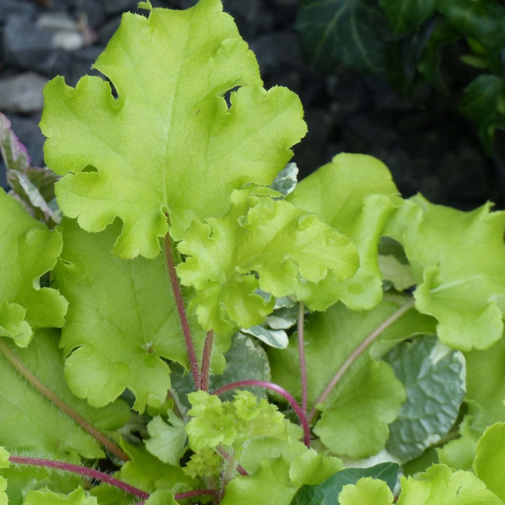 Heuchère - Heuchera Lime Marmalade