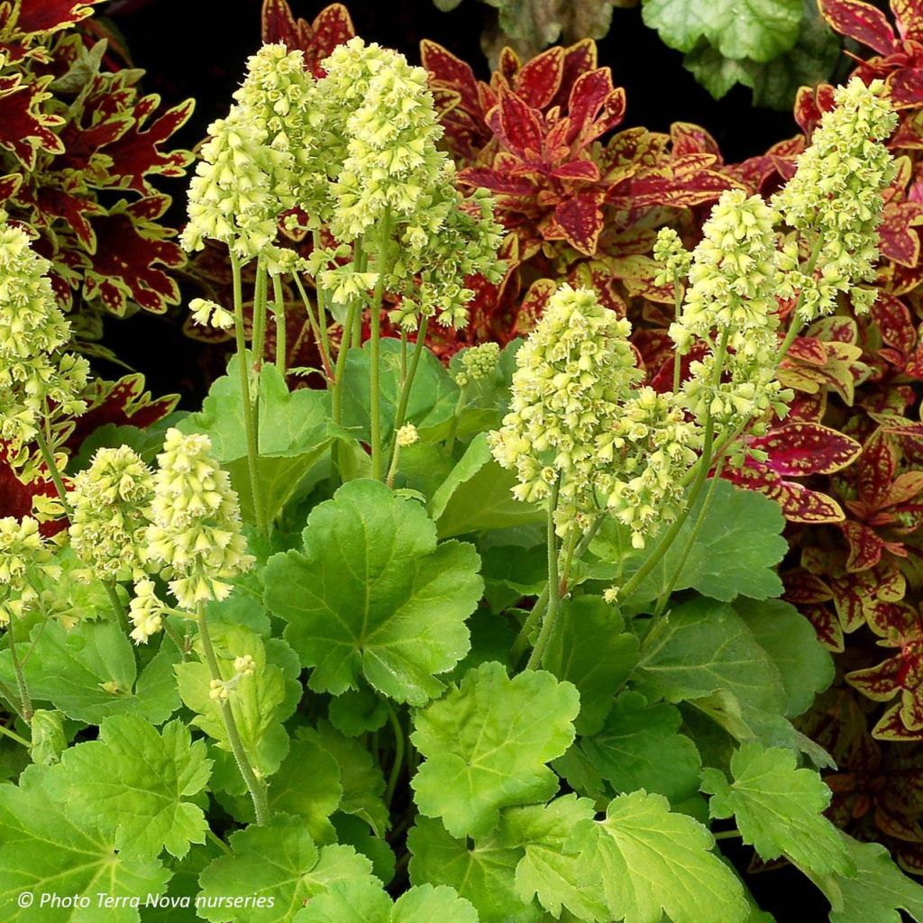 Heuchère - Heuchera Little Cutie Blondie in Lime