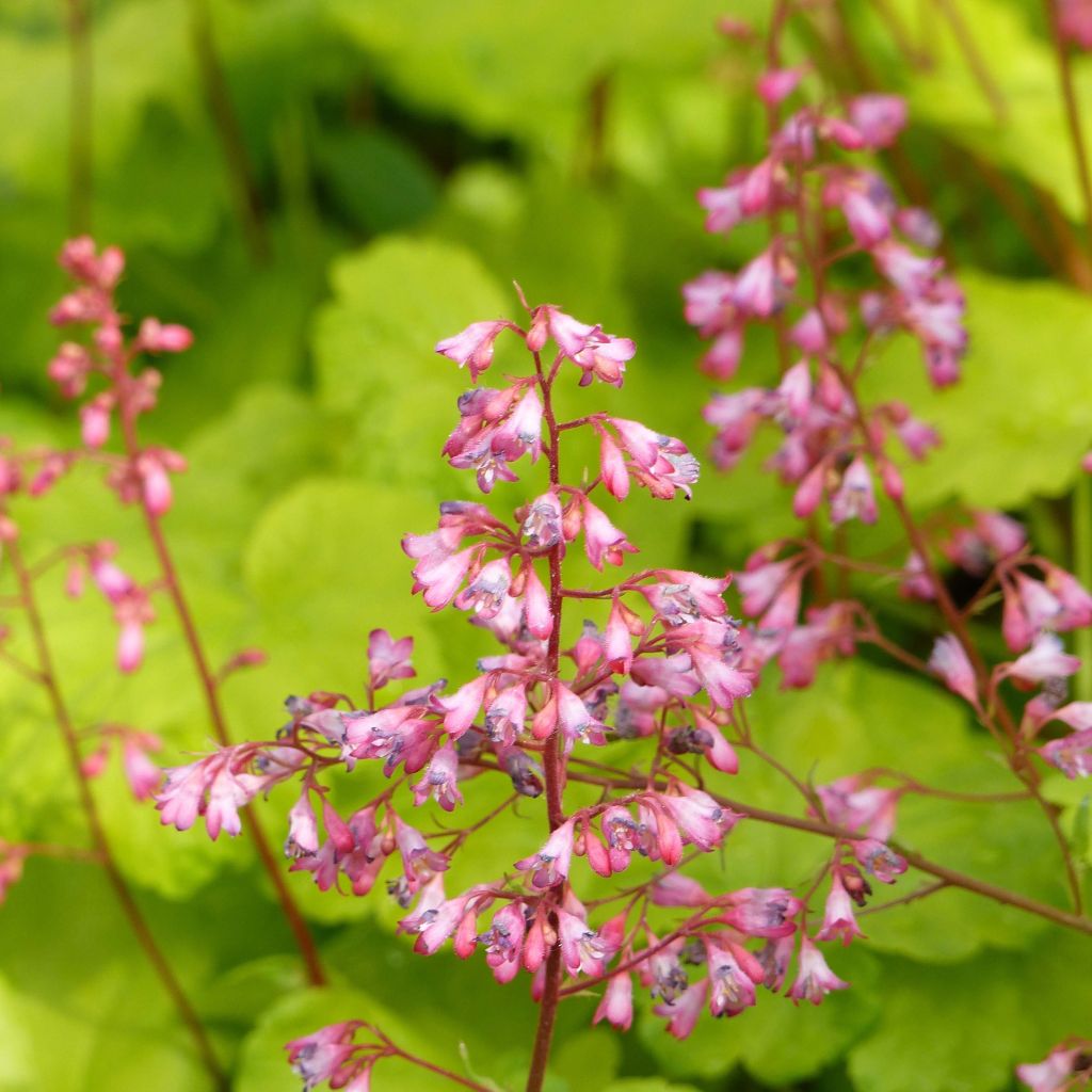 Heuchera Little Cuties Sweet Tart