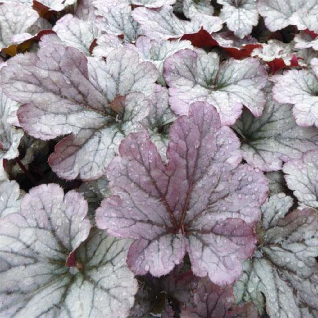 Heuchere - Heuchera Sloeberry