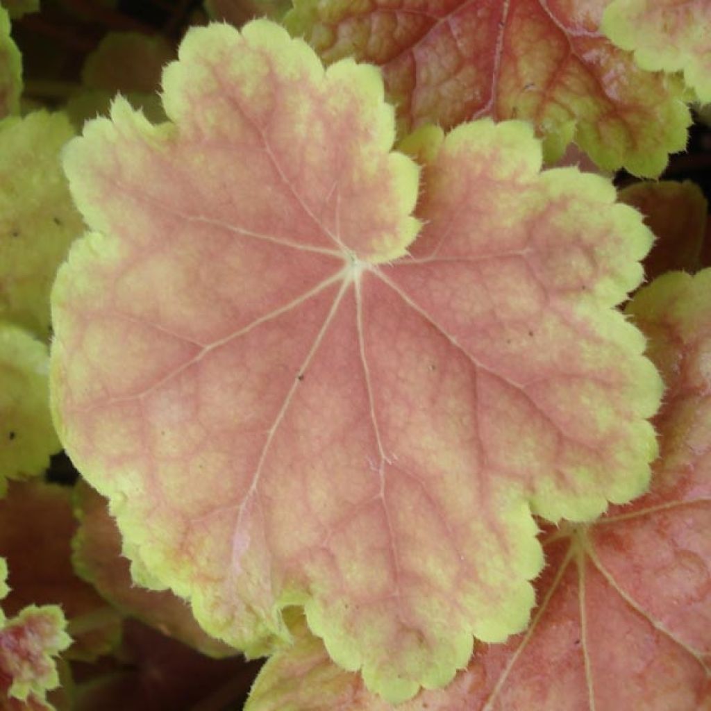 Heuchère, Heuchera Tiramisu