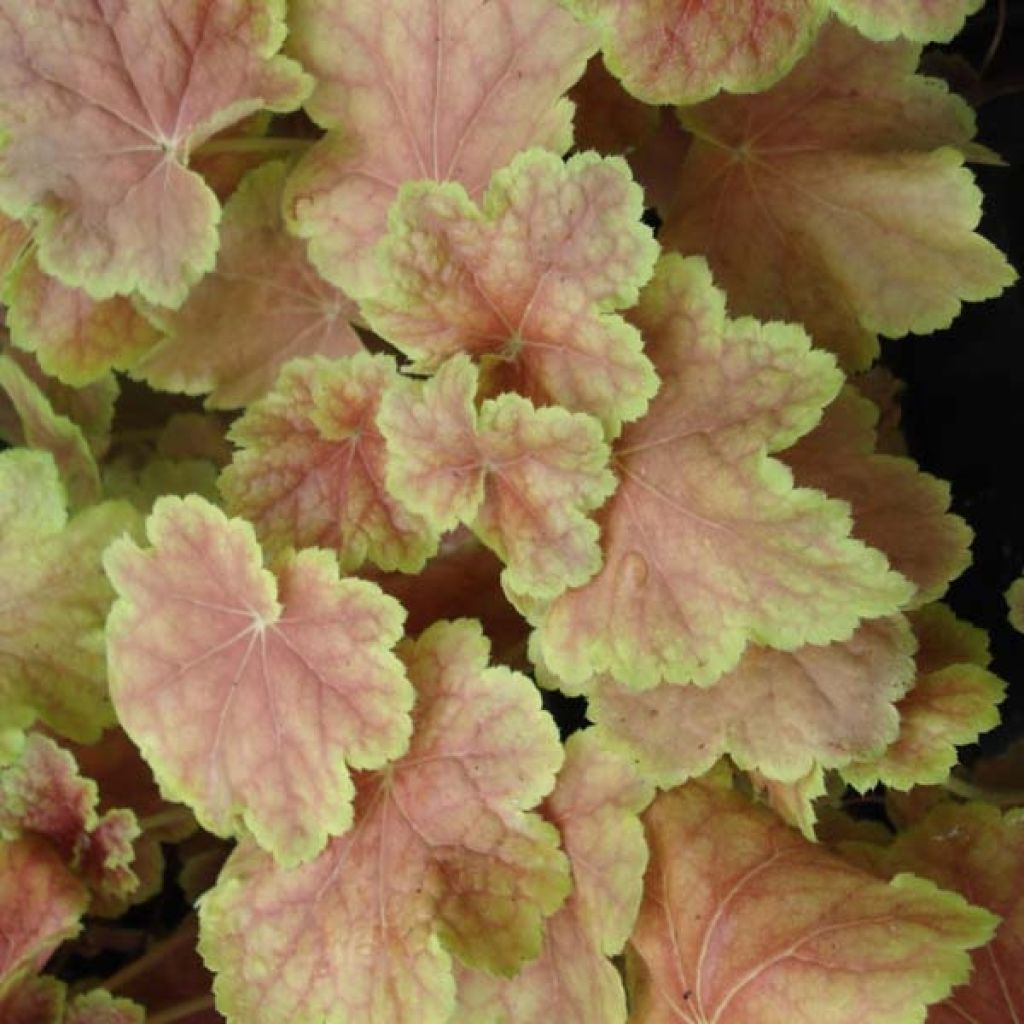 Heuchère, Heuchera Tiramisu