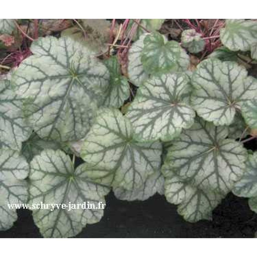 Heuchera mint frost ou menthe glacée